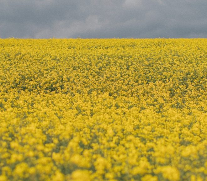 Biodiesel på raps er ikke løsningen